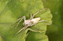 Oxyopes_ZZ562_D7147_Z_88_Macquarie caravan park_Australie